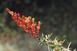 Ocotillo