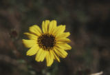 Common sunflower