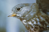 Fox sparrow