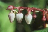 Salal