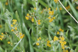 Common fiddleneck