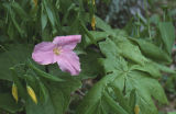 White trillium and largeflower bellwort