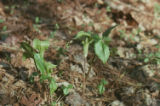Jack in the pulpit
