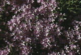 California prickly phlox