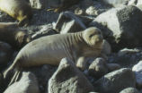 Northern elephant seal