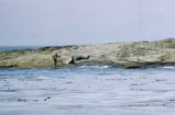 Northern elephant seal