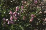 Grinnell's beardtongue