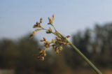 Hardstem bulrush