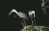 Limpkin