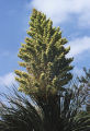 Parry's beargrass