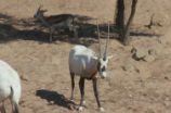 Arabian oryx