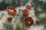 Buckhorn cholla