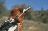 Red-breasted sapsucker