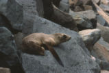 Sea lion