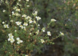 Mexican cliff rose