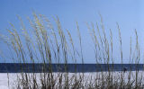 Seaoats