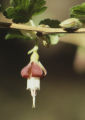 Hillside gooseberry