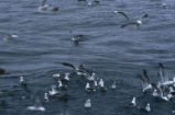 Western gulls chumming