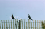 Boat-tailed grackle