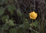 Palmer's Indian mallow