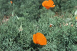 California poppy