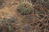 Barrel cactus