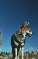 Coyote