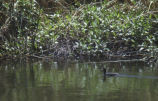 American coot