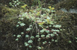Broadleaf stonecrop