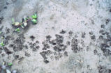 Raccoon tracks