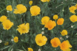 California poppy