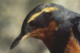 Varied thrush