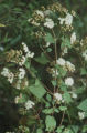 Sticky snakeroot