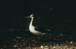 Female Wilson's phalarope
