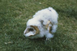 Barn owl chick in defense position