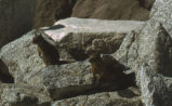 California ground squirrel