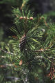 Sierra lodgepole pine