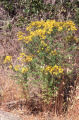 St. Johnswort