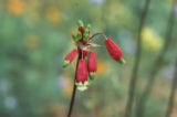 Firecracker flower