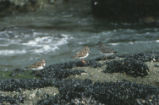 Two ruddy turnstones and surfbird