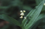 Starry false lily of the valley