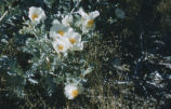 Crested pricklypoppy