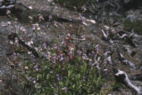 Grinnell's beardtongue and Beardlip penstemon