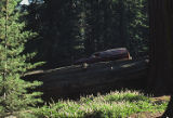 Giant sequoia