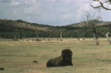American bison