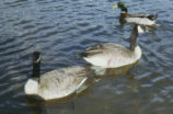 Canada geese and mallard