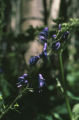 Columbian monkshood