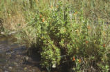 Scarlet monkeyflower