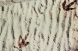 Dinosaur footprints