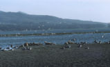 Harbor seal